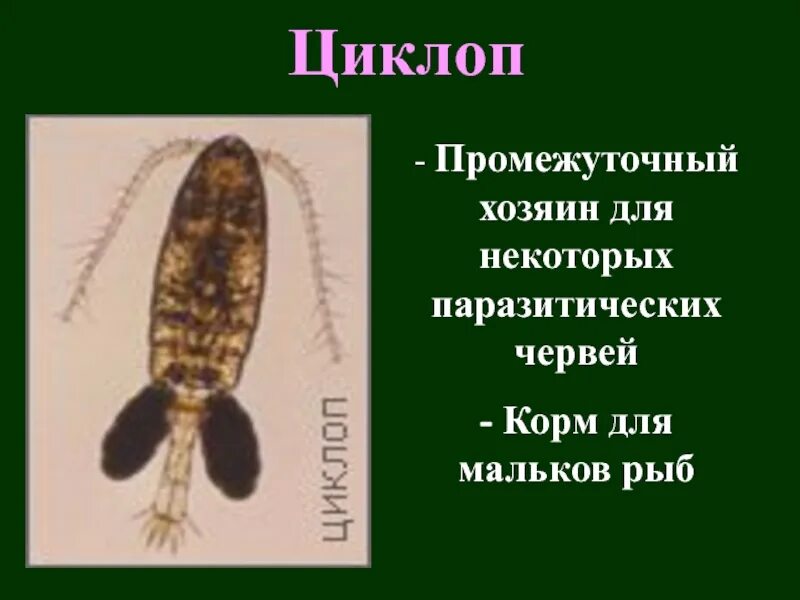 Диаптомус ракообразные. Класс ракообразные циклоп. Внешний вид циклопа. Веслоногие (copepoda),. Строение дафнии и циклопа.