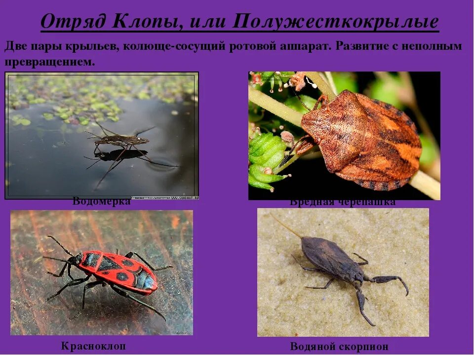 Какой тип питания характерен для клопа. Отряд полужесткокрылые (Hemiptera). Полужесткокрылые насекомые представители. Отряд полужесткокрылые представители. Клопы полужесткокрылые представители.