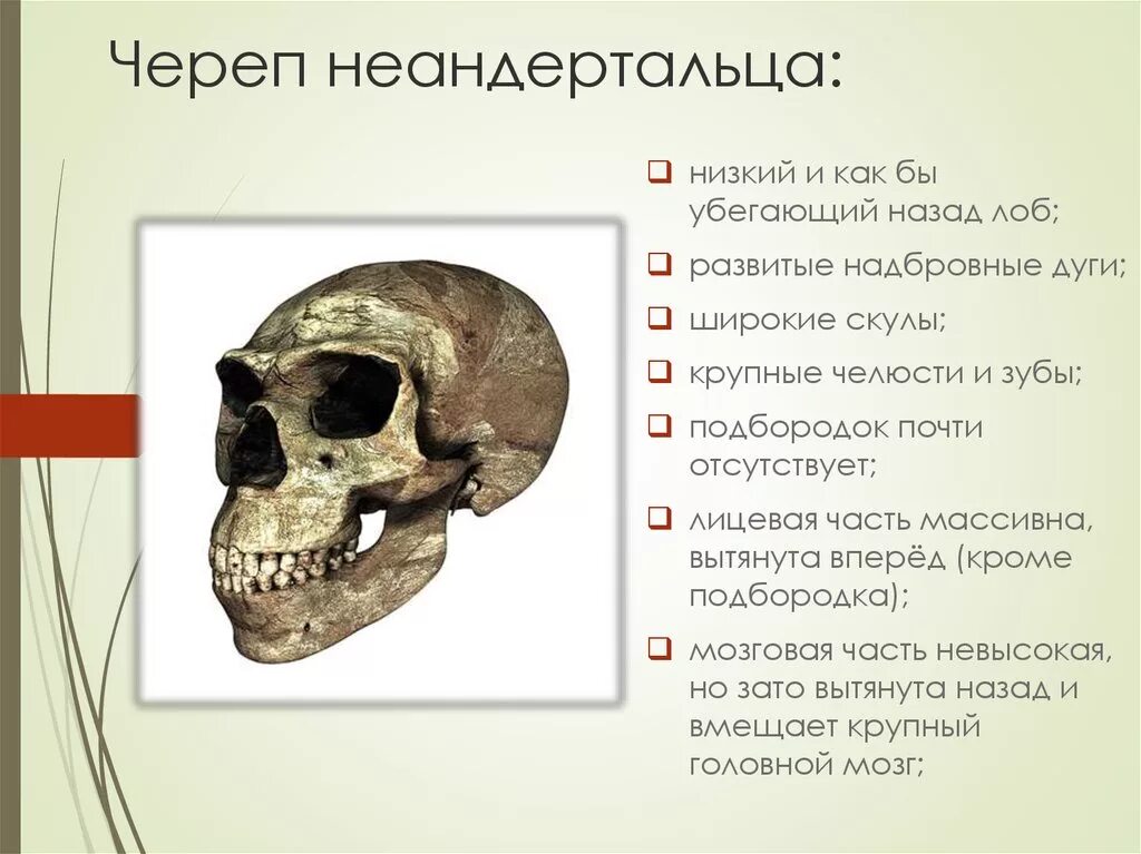 Развитый подбородочный выступ череп. Череп неандертальца рисунок сбоку. Неандерталец строение черепа. Череп человека и неандертальца. Черты строения черепа неандертальца.