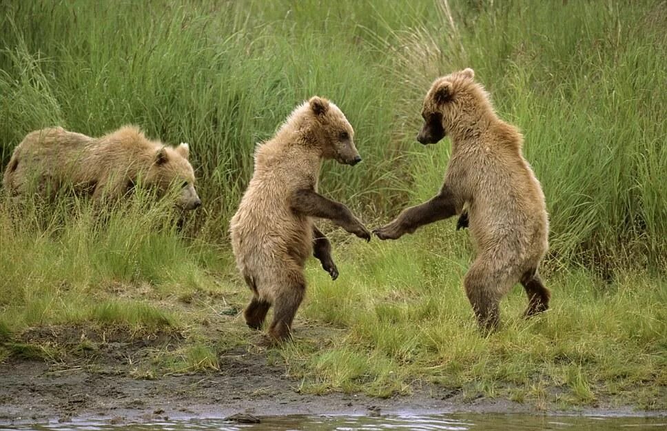 Где медведь танцует. Пляски с медведем. Медведь танцует. Танцующий мишка. Парк танцующих медведей.