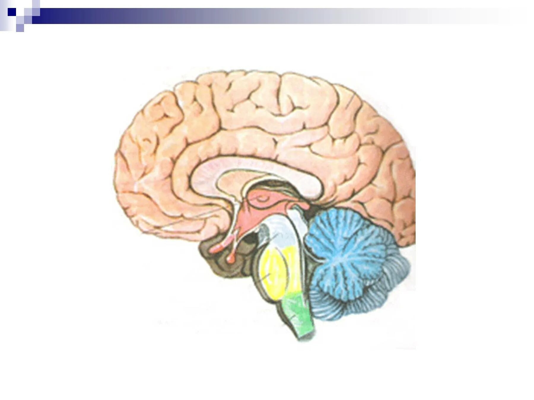 Окружающий мир головной мозг. Рис 80 отделы головного мозга. Структуры головного мозга рисунок 80 драгомилов. Головной мозг строение 8 кл. Рис 80 структуры головного мозга.