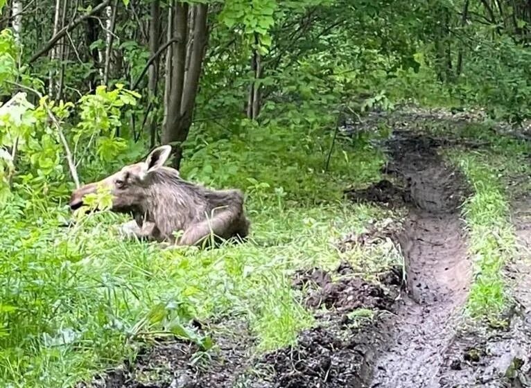 ДТП С лосем в Нижегородской области. Лось в Нижегородской области. Авария с лосем в Нижегородской области 2022. Годовалая лосиха.