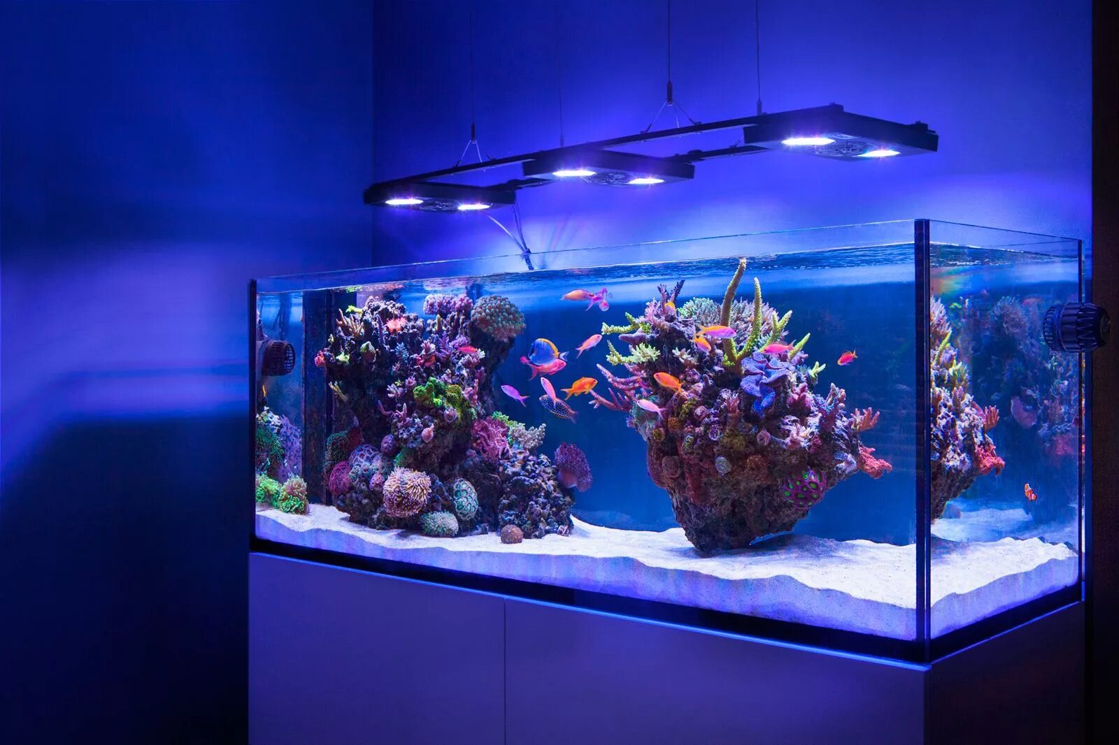 Аквариум (Fish Tank) 2009. Морской риф аквариум. Аквариум элос 160. Морской аквариум Reef.