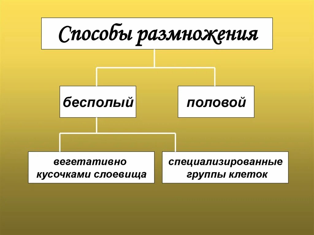 Способ размножения лишайников. Размножение лишайников 5 класс биология схема. бесполое размножение лишайников. бесполое размножение лишайников схема. лишайники способ размножения.