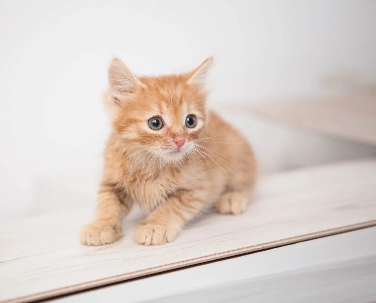 котенок, дерево, мордочка, игривый. кису со. милые кошечки. коты мяукают.