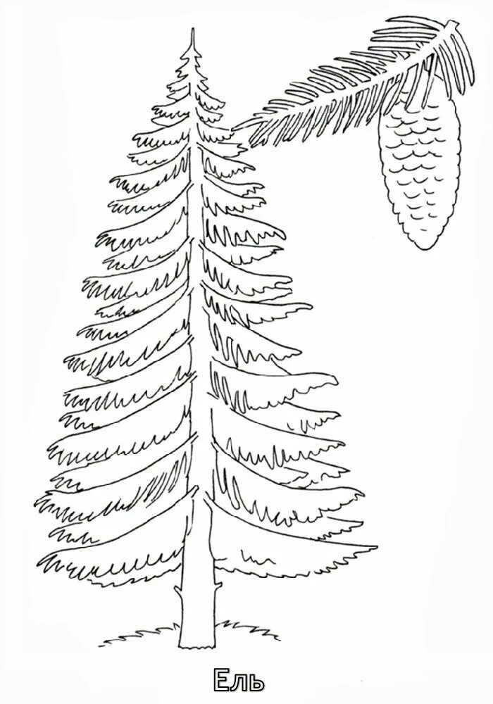 Картинка ели рисунок. Ель раскраска для детей. Дерево ель раскраска. Хвойные деревья раскраска. Раскраска ель и сосна.