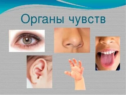 Видеоурок по теме человек 3 класс