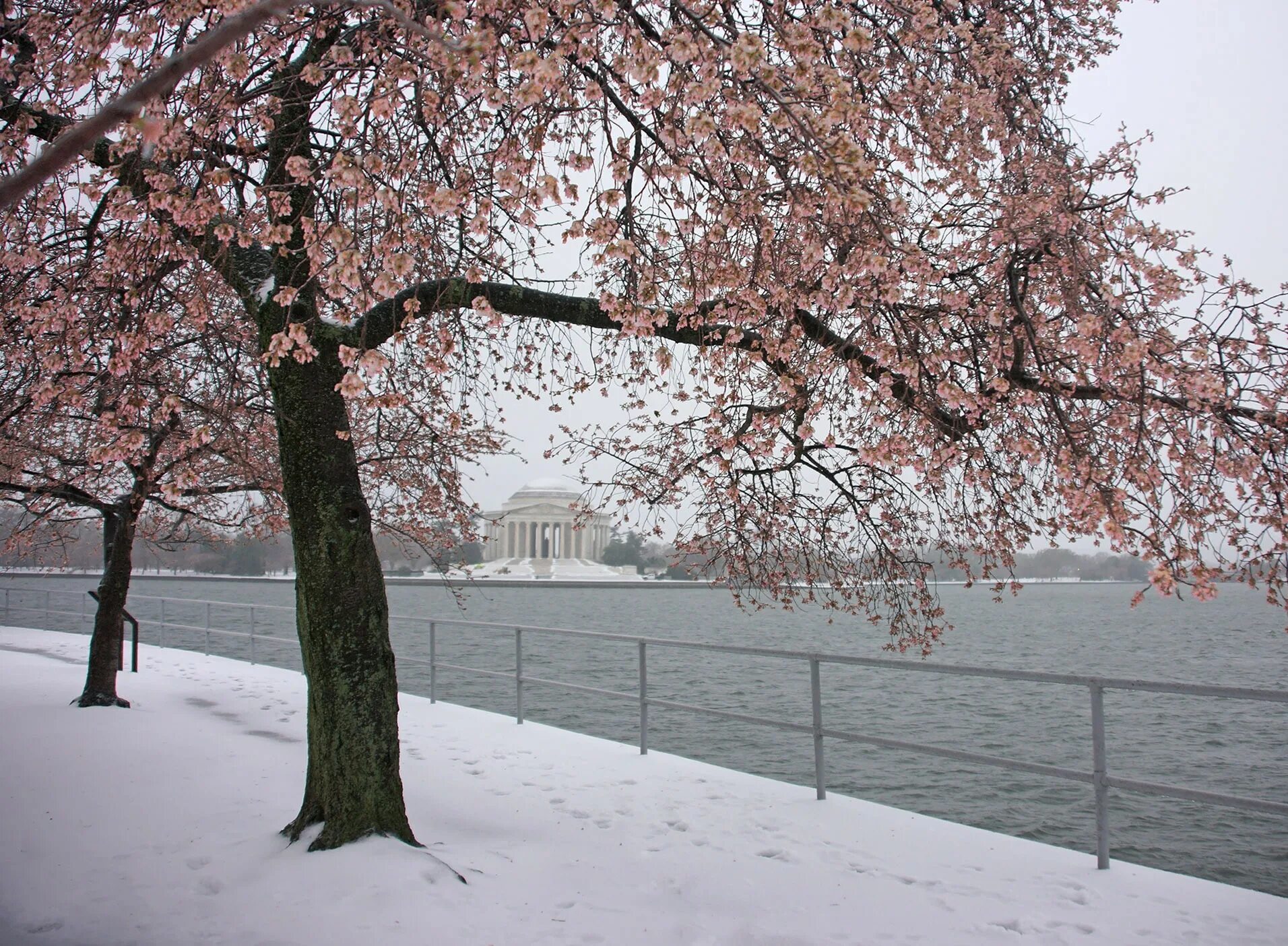 Cherry Blossom in Winter. Cherry Tree in Winter.