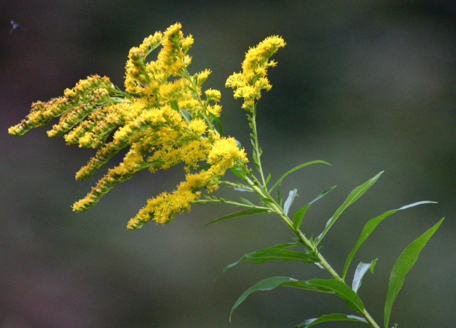 Золотарник канадский (Solidago canadensis). Золотая розга (золотарник). Золотарник солидаго. Золотарник Лапландский. Цветок амброзия