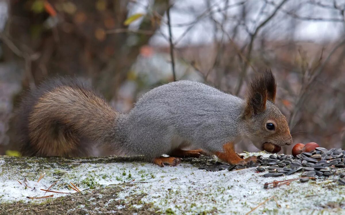 Вычесывание шпица. Линька белки. Линяющие животные. Белки линяют весной. Животные линяют весной.