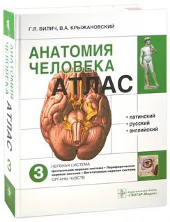 Практические работы по анатомии человека