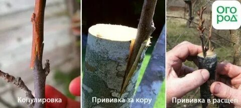 Как правильно делать прививку видео