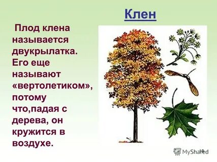 Деревья 2 класс