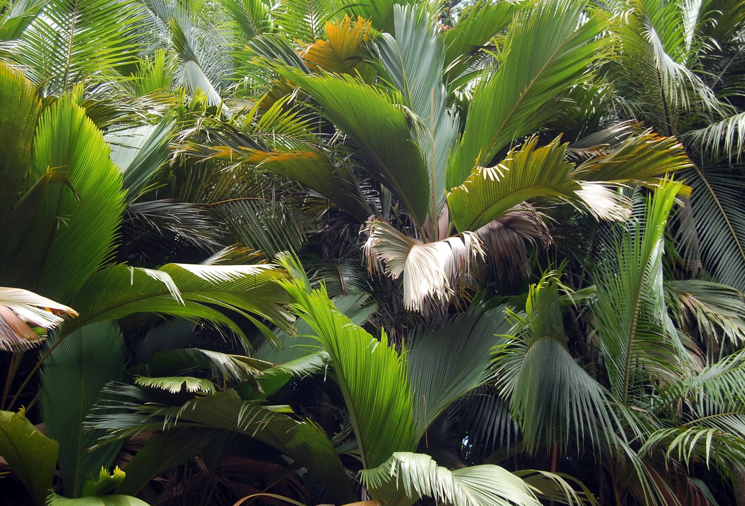Tropical plant. Тропики Бразилии пальмы. Монстера Ароидные. Лес Пальма монстера.
