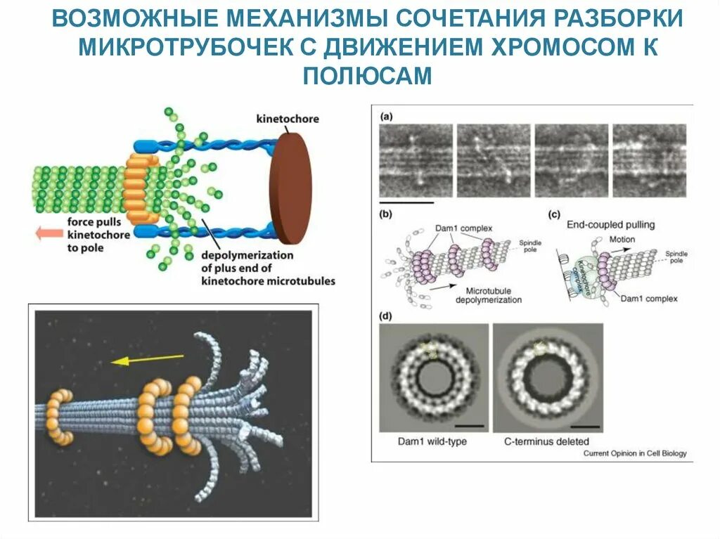 Сокращение микротрубочек конденсация хромосом образование. Полимеризация микротрубочек. хромосомы микротрубочки. микротрубочки нейрона. механизм сборки микротрубочек.