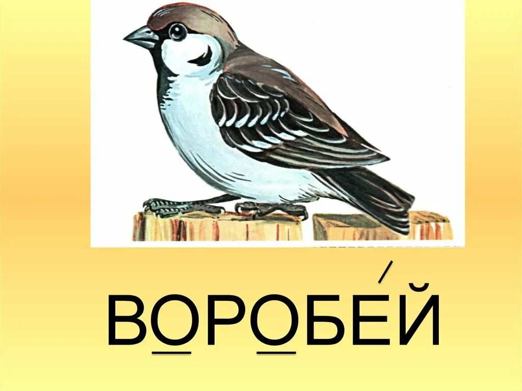 Воробей словарное слово. Словарные слова птицы. Воробей карточка для детей. Воробей рисунок.