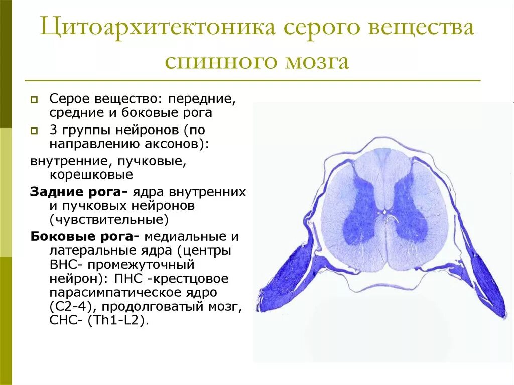 Функция боковых Рогов спинного мозга. Функции задних Рогов спинного мозга. Цитоархитектоника серого вещества спинного мозга. Ядра серого вещества спинного мозга гистология. Задний рог серого вещества спинного мозга