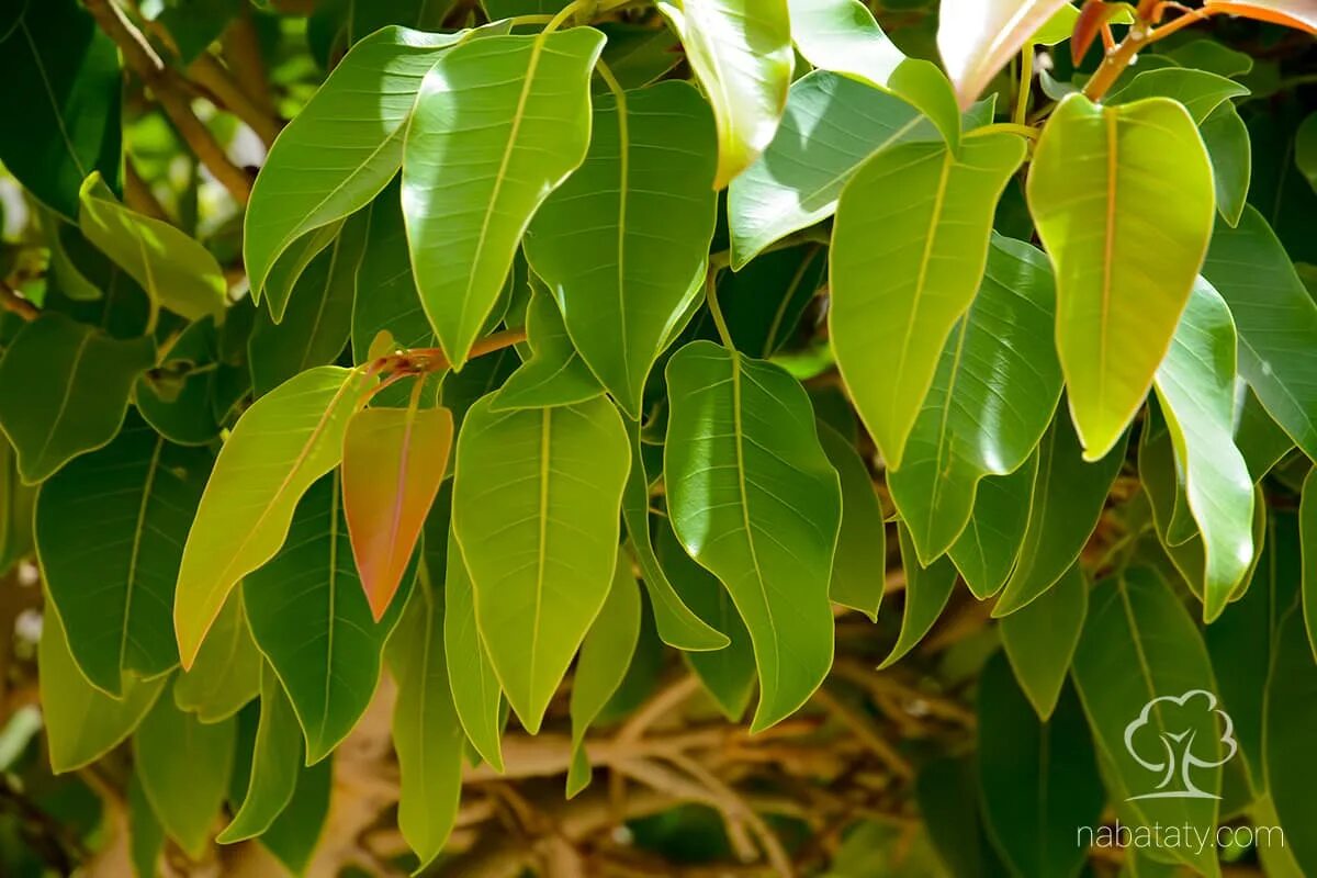 Фикус альтиссимо вариегата. Фикус altissima. Фикус альтиссимо. Фикус альтиссимо вариегата. Фикус высочайший -ficus altissima.