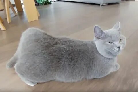 Британская кошка течка
