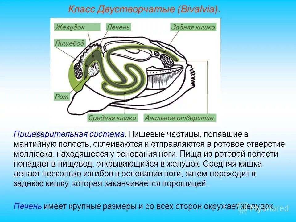 биология 7 класс двустворчатые моллюски пищеварительная система. класс двустворчатые моллюски выделительная система. нервная система двустворчатых моллюсков. пищеварительная двустворчатых моллюсков. внутреннее строение двустворчатого моллюска беззубки.