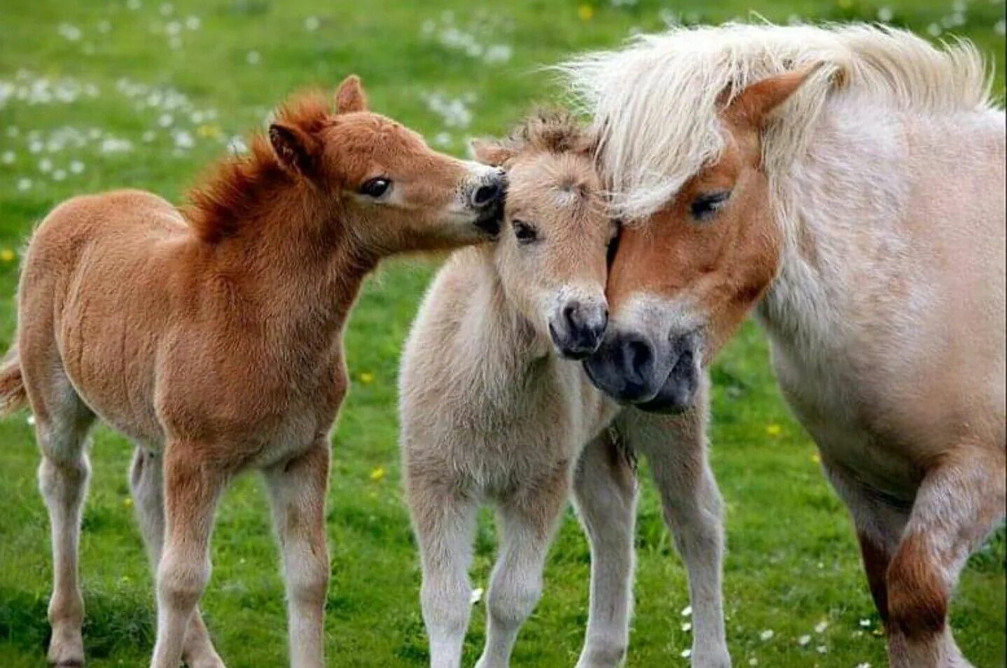 Horse family