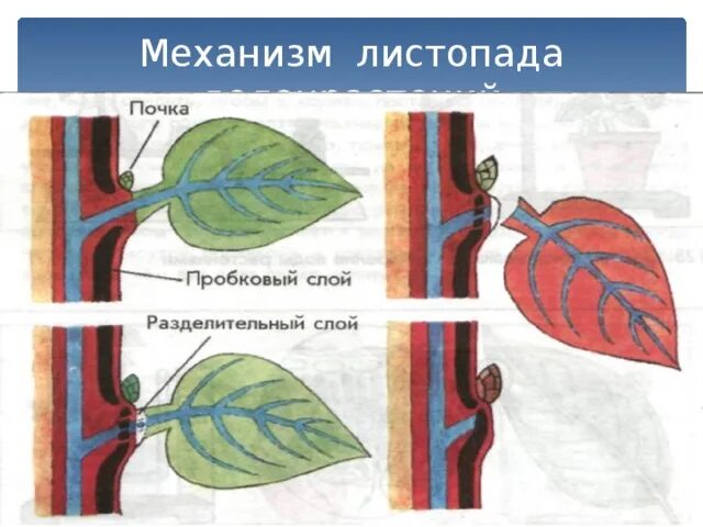 Механизм листопада. Механизм листопада у растений. Схема листопада. Механизм листопада биология 6 класс. Биология 6 класс тема листопад