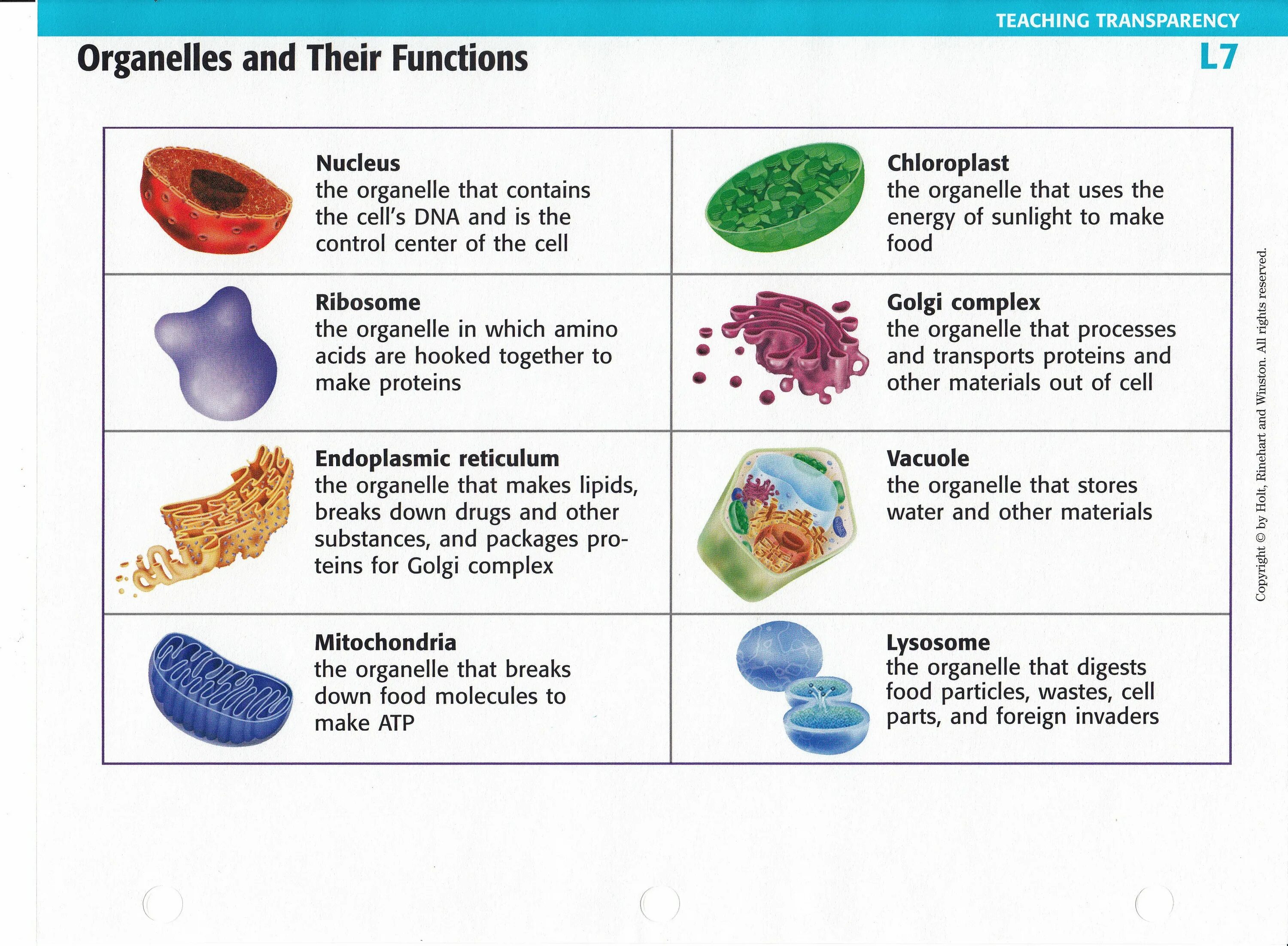 Cell contains. Organelles of Cell function. Cell organelles and their functions. Functions of organelles. Cell structure and functions of organelles.