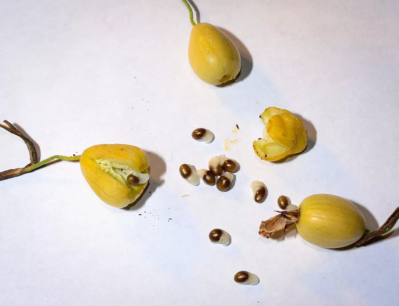 пролеска подснежник как размножается. белоцветник весенний луковица. подснежник галантус. семена подснежника. как размножаются подснежники.