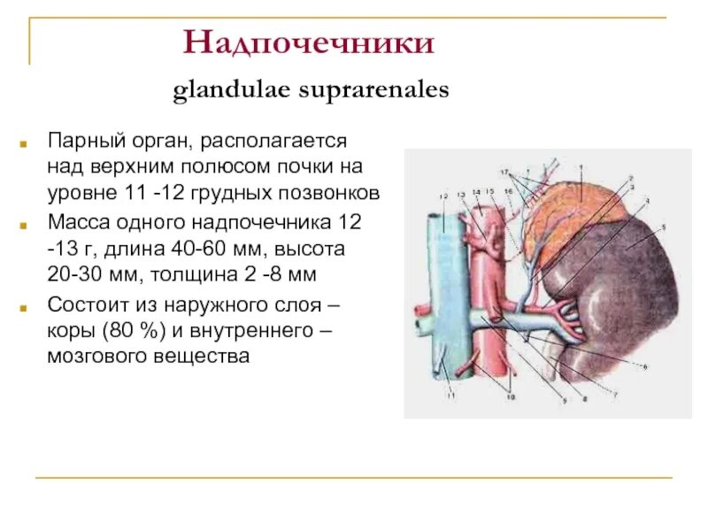 Лимфоузлы надпочечников. Иннервация почек и надпочечников. Надпочечники схема. Иннервация надпочечников схема. Вегетативная иннервация надпочечников.