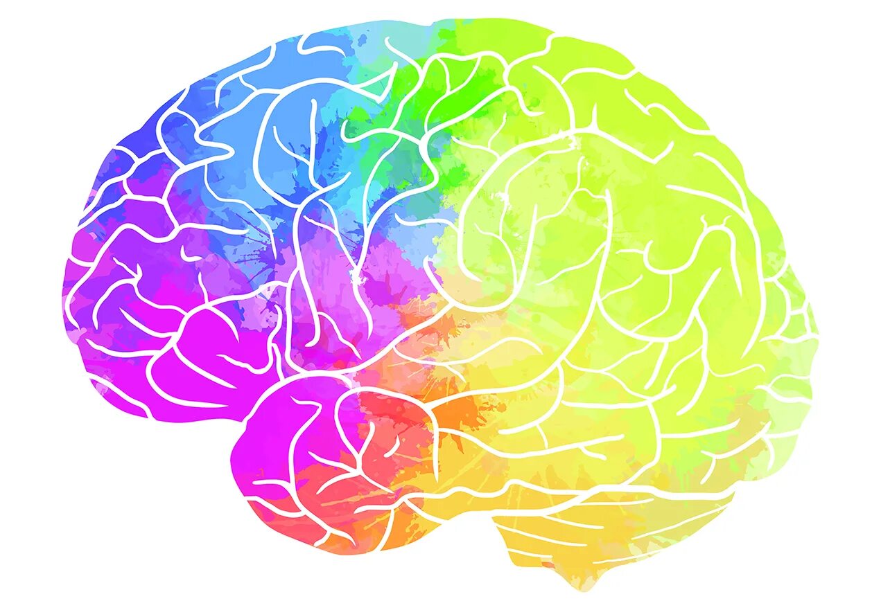 Мозг картинки для презентации. Разноцветный мозг. Разноцветные мозги. Красивый мозг.