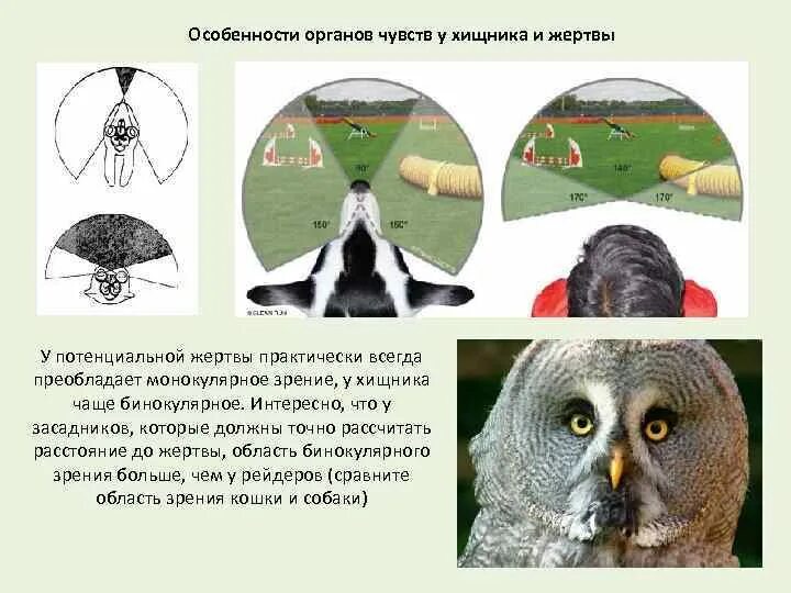 Прерывистый крик характерный для некоторых хищных