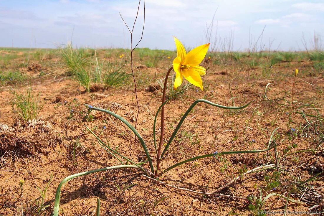 Дикие тюльпаны маныч гудило. Проект заповедник черные земли. Цветение тюльпанов в калмыкии. Заповедник черные земли калмыкия. Заповедник черные земли калмыкия.