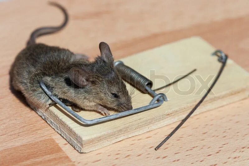 Экспериментатор поместил домовую мышь. Мышь в мышеловке. Мышеловка с мышью. Мышка попалась в мышеловку.