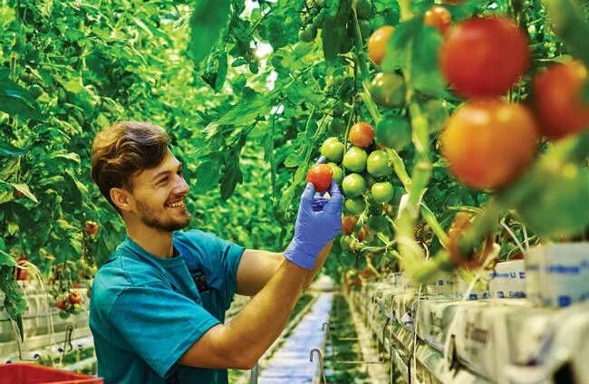 Какое практическое значение имеет процедура для овощевода