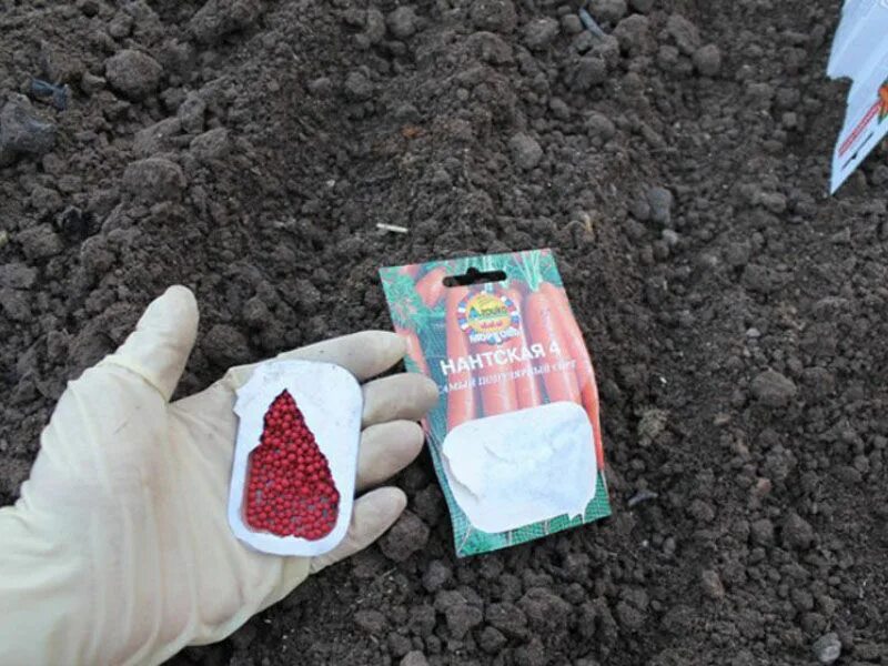 Сеем морковь правильно весной без прореживания