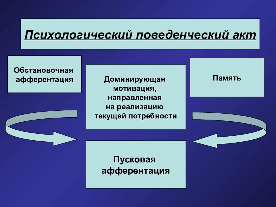 Мотивация направленная. Обстановочная афферентация. Стадии поведенческого акта. Поведенческий акт это в психологии. Целенаправленный поведенческий акт.