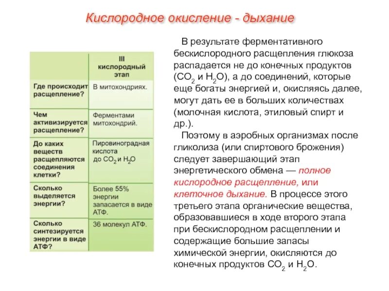 Энергетический обмен клетки стадии энергетического обмена. Формула подготовительного этапа энергетического обмена. Реакции энергетического обмена происходит в. Реакции энергетического обмена происходит в. Кислородный этап энергетического процесса.