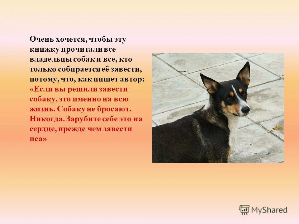 Фотограф anne geier. Всей своей собачьей душой расцвела. План рассказа андреева кусака по главам. Цитатный план андреев кусака. Злая кусака.