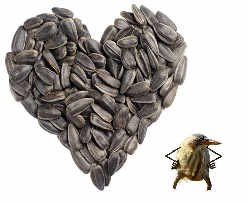 Семена подсолнечника 1кг. Семечки подсолнуха. Семечка кормовая. Семечки подсолнуха для птиц. Семена подсолнечника.