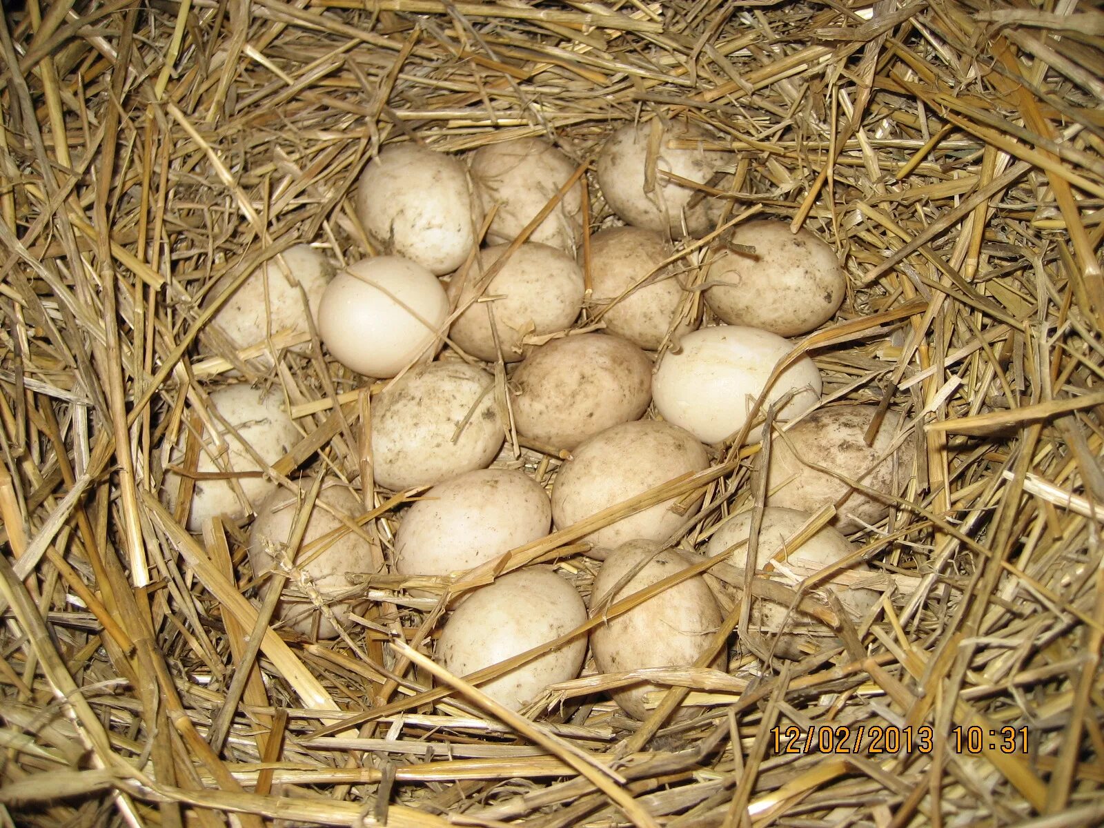 Мускусная утка яйцо. Яйца индоутки утки. Инкубационное яйцо индоутки. Яйцо индоутки.