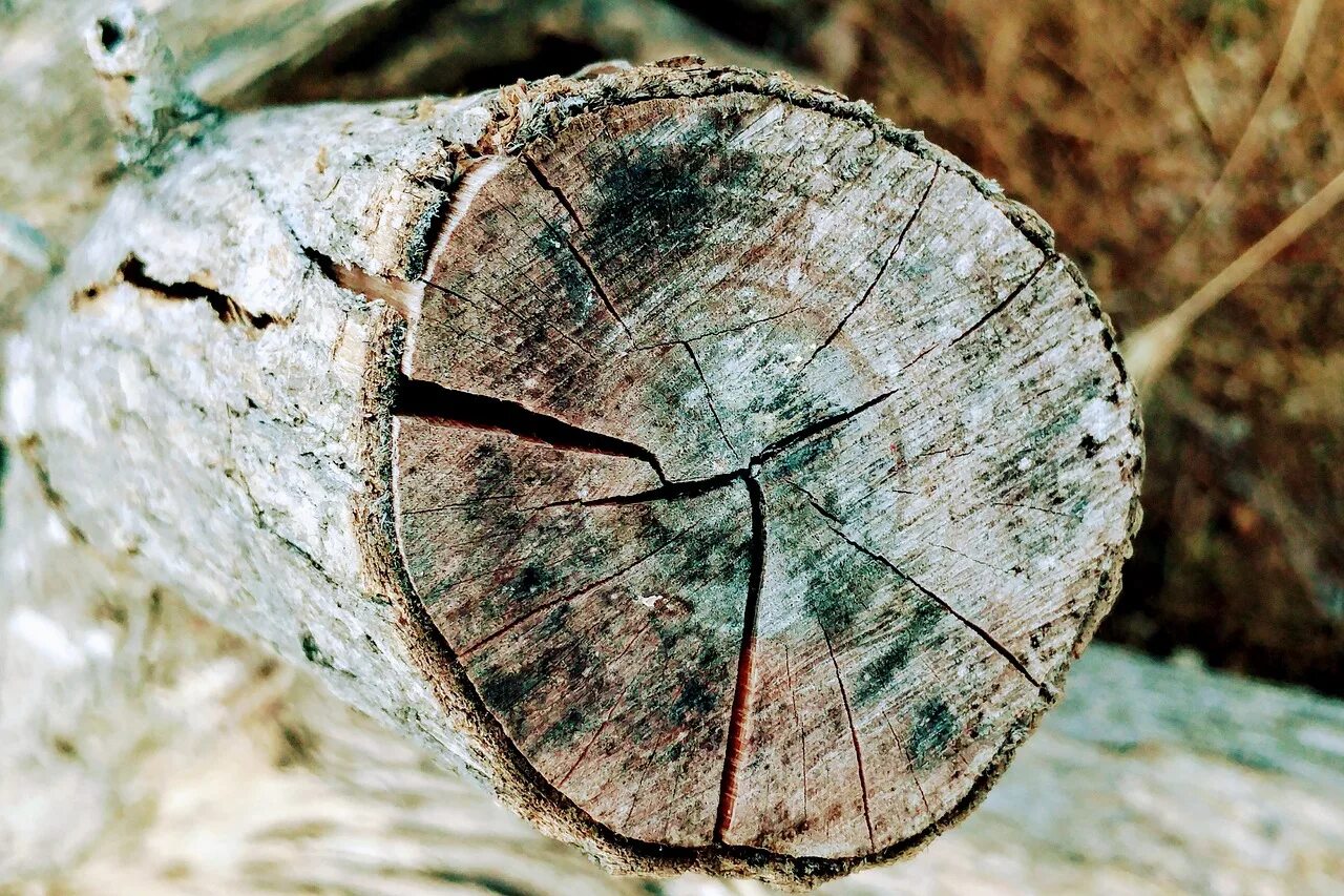 Трещины древесины. Морозобойные трещины. Отлупные трещины древесины. Трещина на коре дерева. Трещины бревна