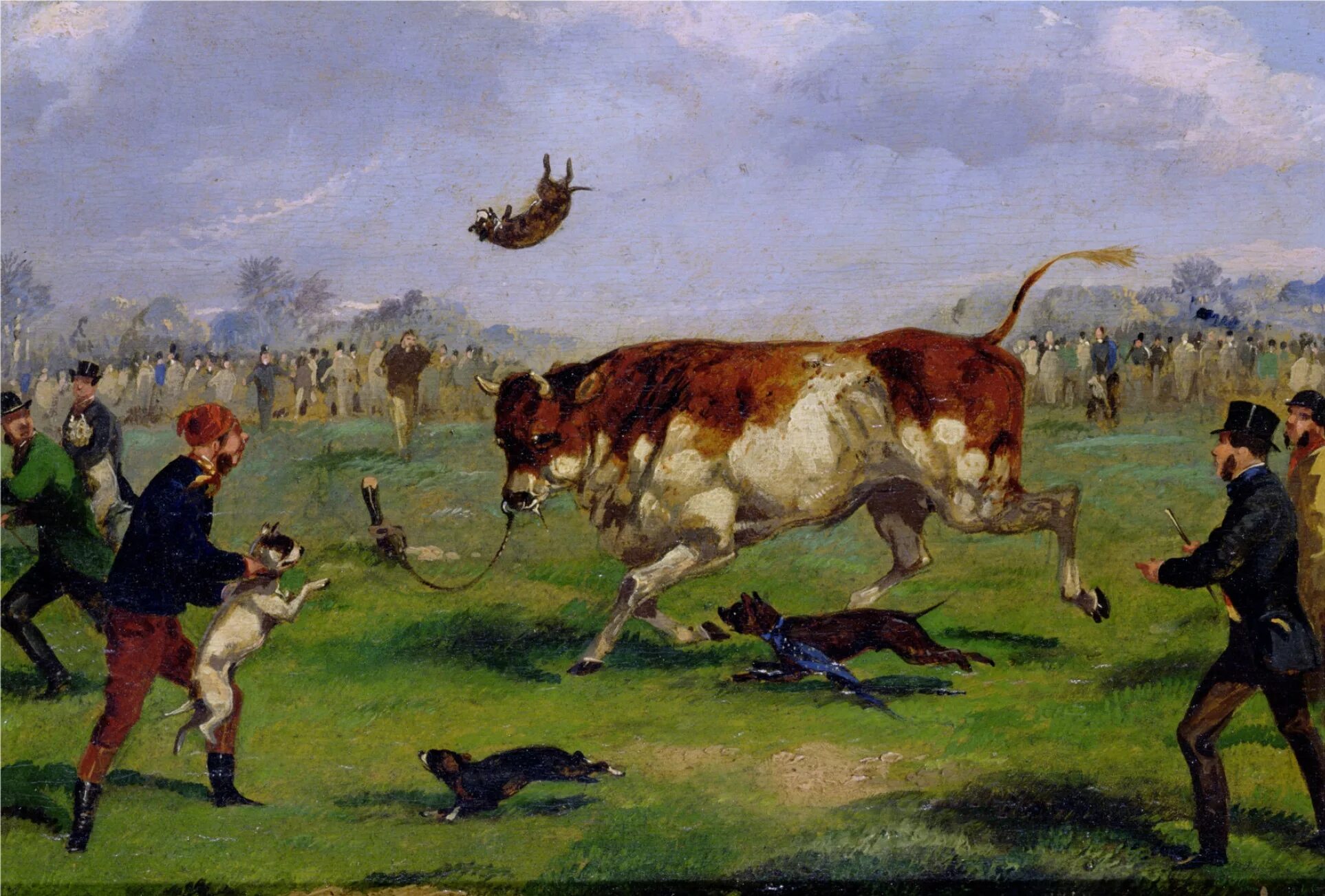 Английский бульдог травля быка. Травля Быков и медведей Лондон 17 век. Буль бейтинг.