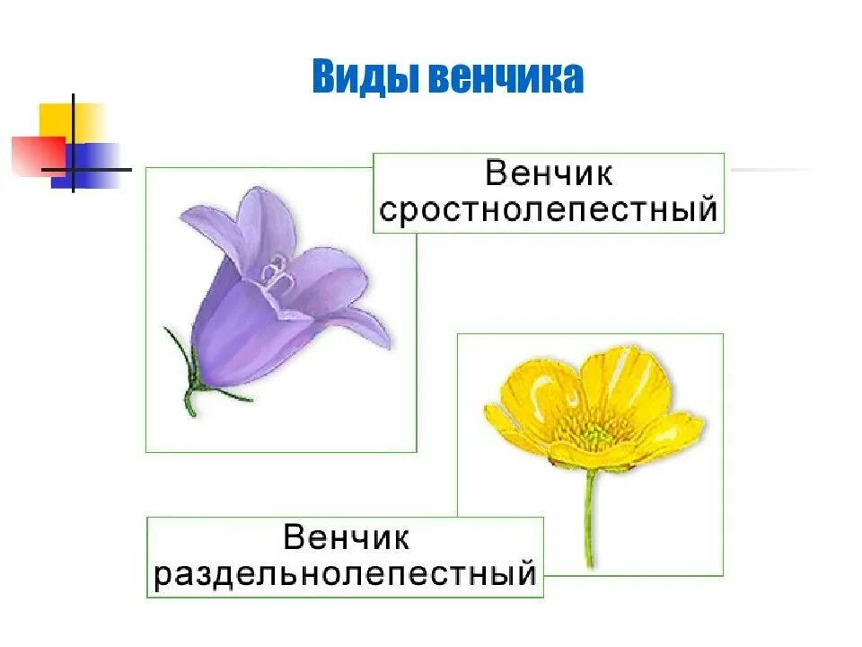 Цветок венчик зародыш какое понятие следует вписать. СПАЙНОЛЕПЕСТНЫЙ околоцветник. Типы сростнолепестного венчика. Типы венчиков Спайнолепестные. Цветок биология венчик.