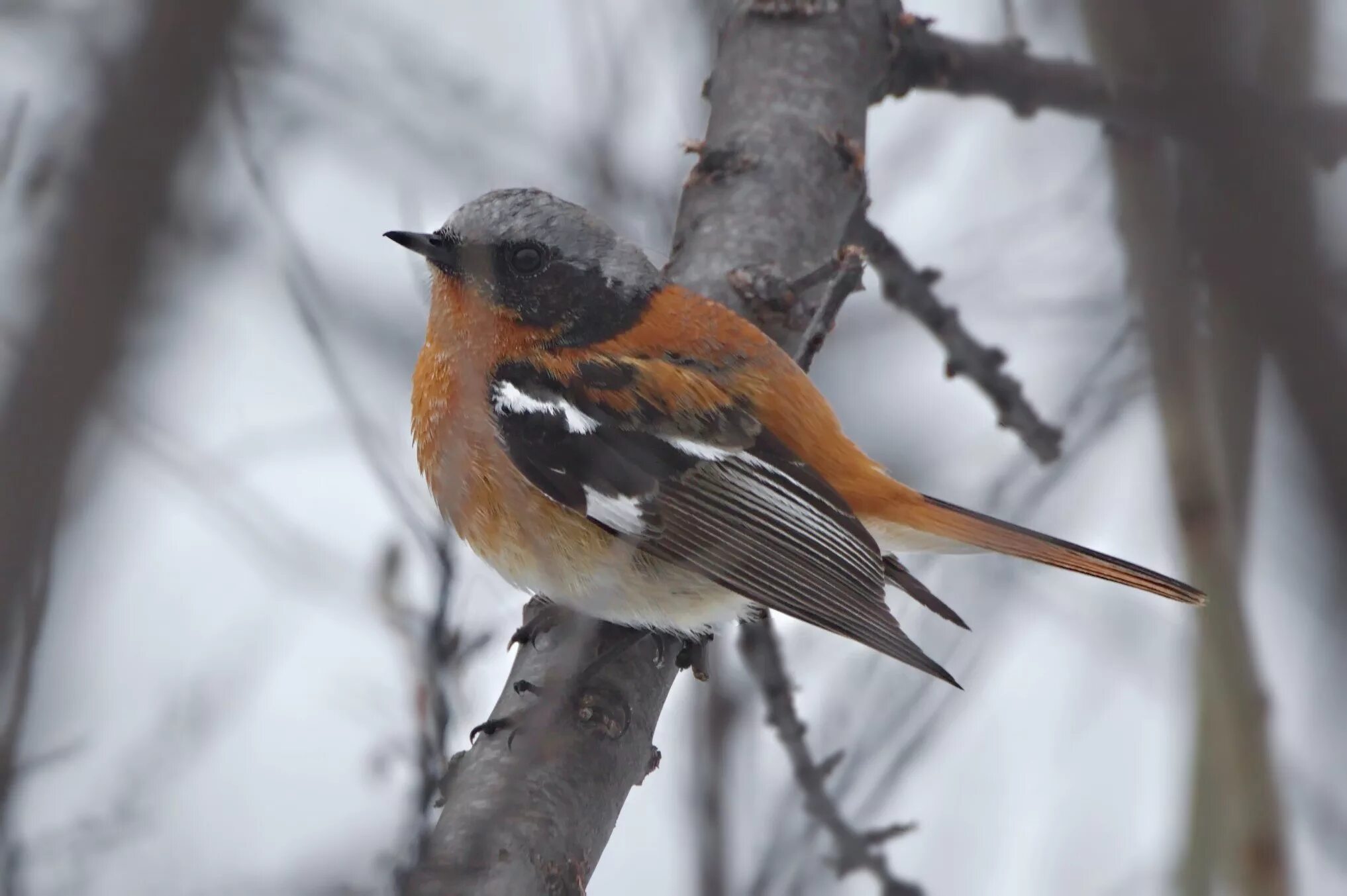 птицы красноярского края. птицы тайги сибирский дрозд. лесные птицы красноярского края. перелетные птицы сибирь красноярск. лесные птицы красноярского края.