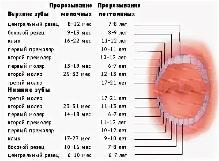 Прорезывание постоянных зубов. Порядок прорезывания постоянных зубов. Прорезывание молочных и постоянных зубов. Какие зубы лезут в 2 года у ребенка. Прорезаются зубы температура