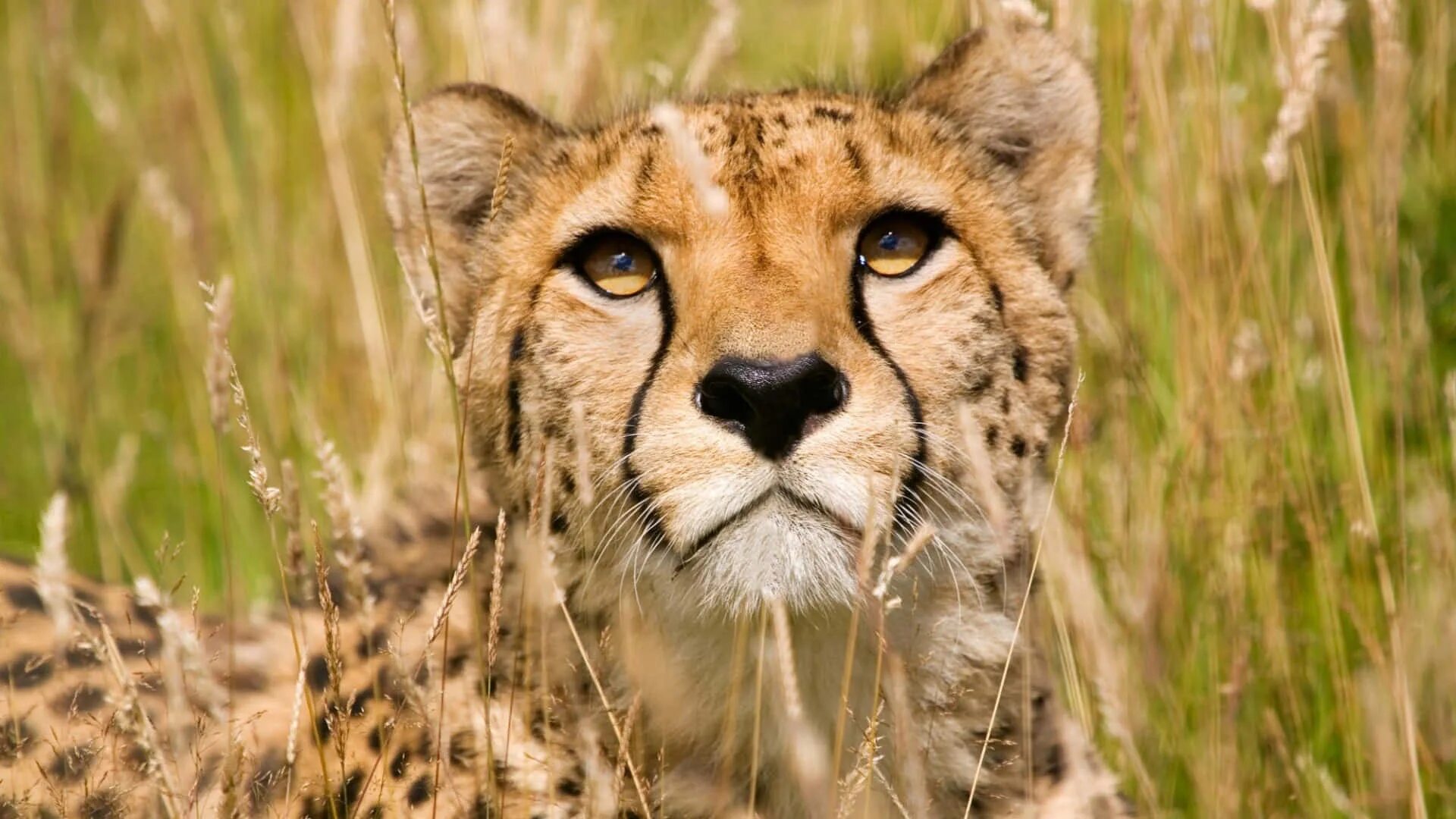 Круглое сафари - rollin-safari. Африка саванна гепард. Жираф в африке. Animal drinking water. Гепард бежит.
