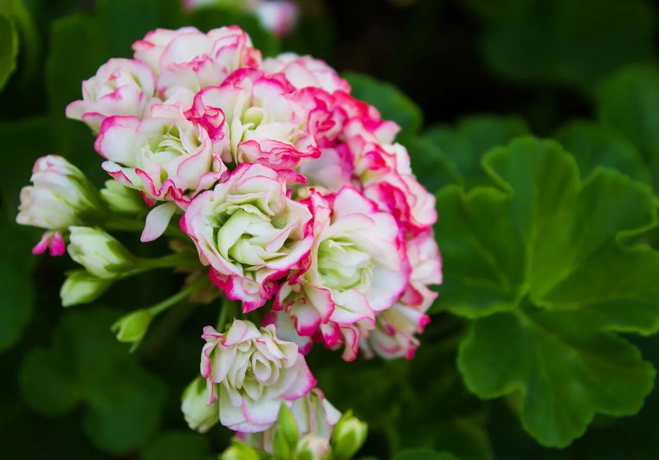 Купить семена розебудной. Пеларгония Appleblossom Rosebud. Пеларгония Эппл блоссом. Пеларгония розебудная белая. Пеларгония розебудная махровая.