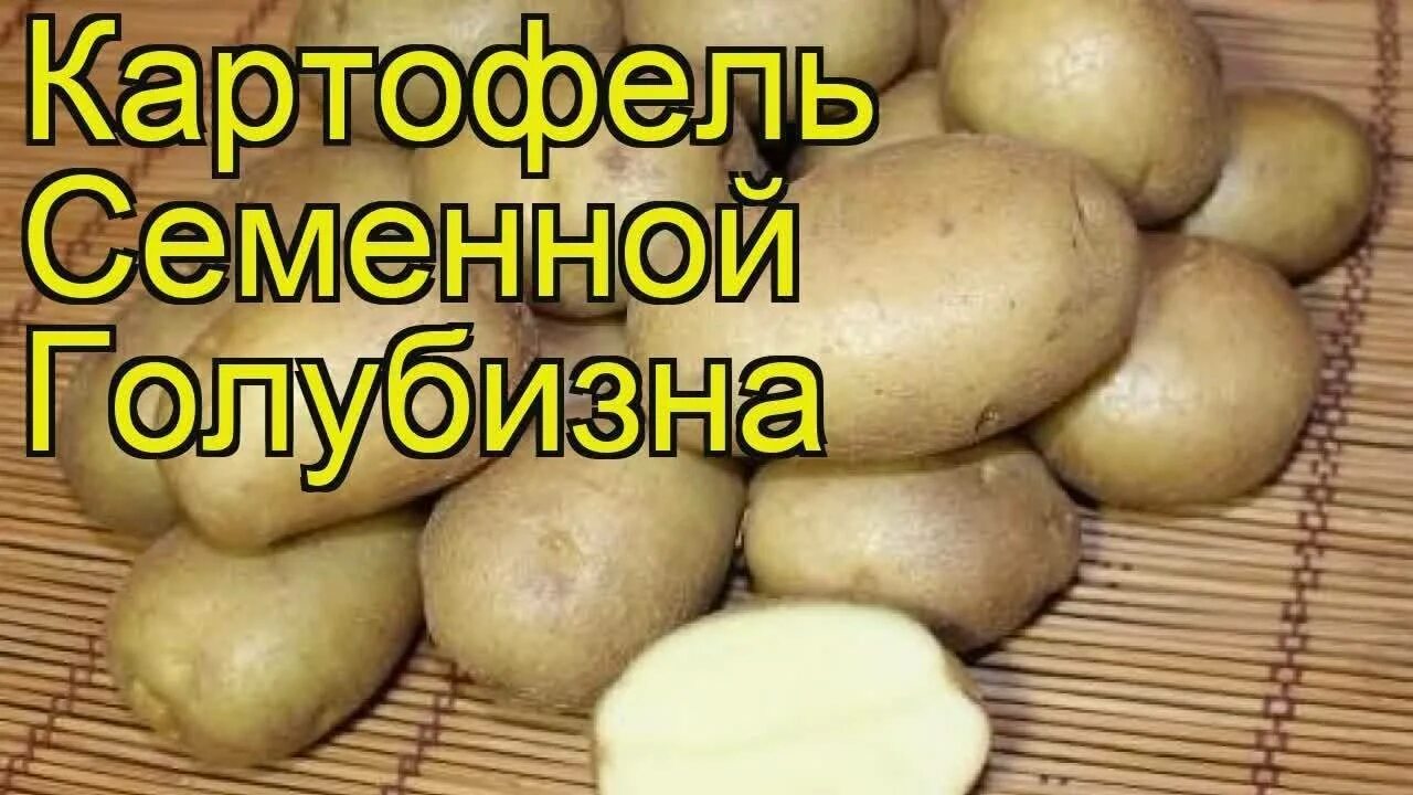 Картошка голубизна. Элитные семена картофеля. Картофель голубизна описание сорта. Картофель голубизна