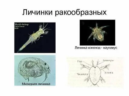 Личинка ракообразных 4