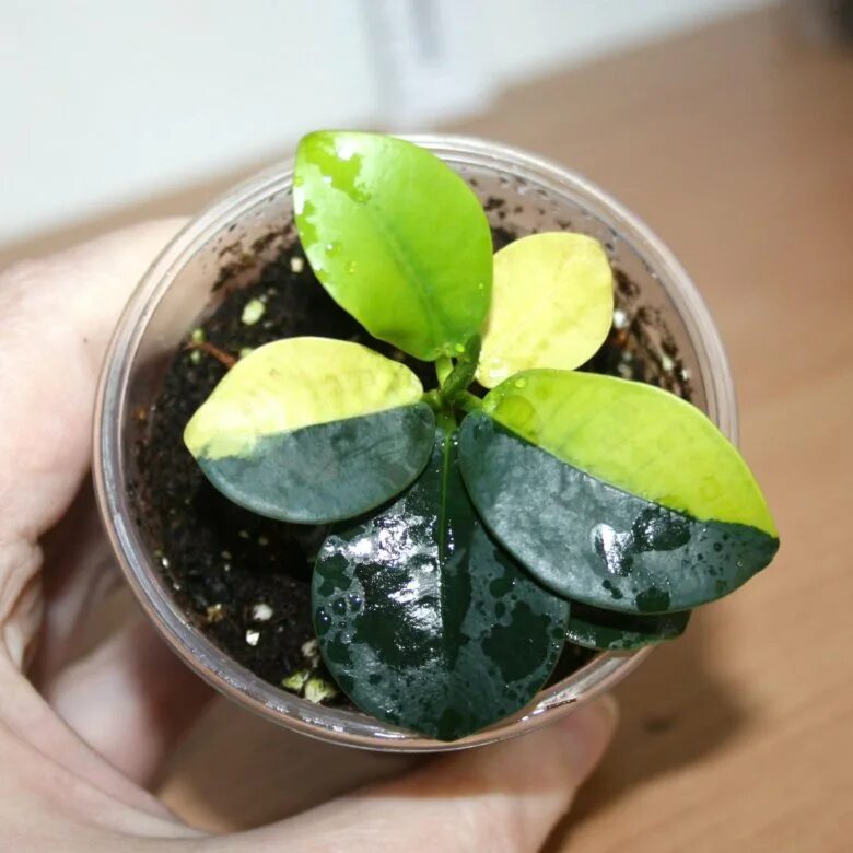 Фикус формоза тайваньский. Фикус формоза. Фикус ретуза грин айленд. Фикус грин исланд. Фикус формоза блю.